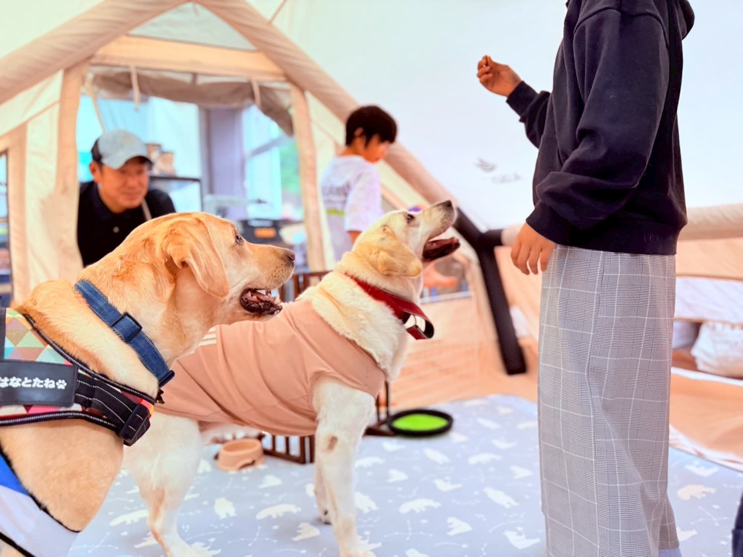 スクールドッグ